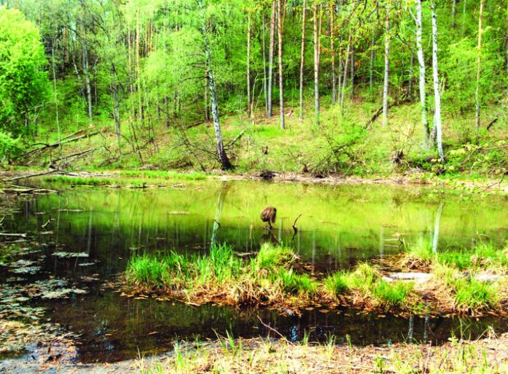 Informacija apie parengtus natūralių pievų ir ganyklų, pelkių ir šaltinynų žemėlapius