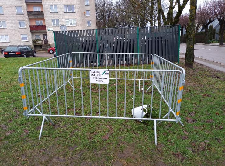 Raseiniuose bus surenkamos kalėdinės eglutės 
