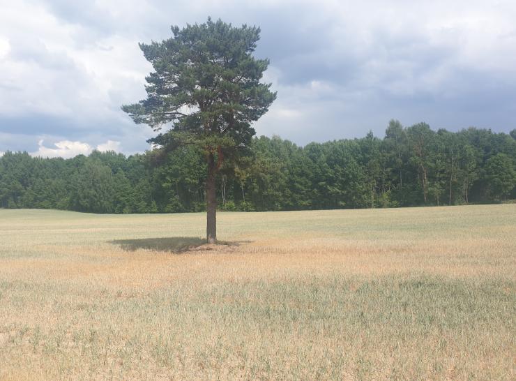 Raseinių rajone skelbiama ekstremali situacija dėl sausros