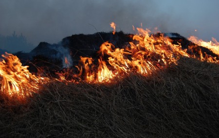 Aplinkosaugininkai primena: degindami žolę darote didžiulę žalą gamtai