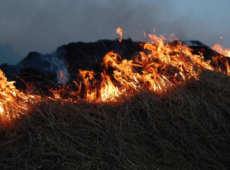 Aplinkosaugininkai primena: degindami žolę darote didžiulę žalą gamtai