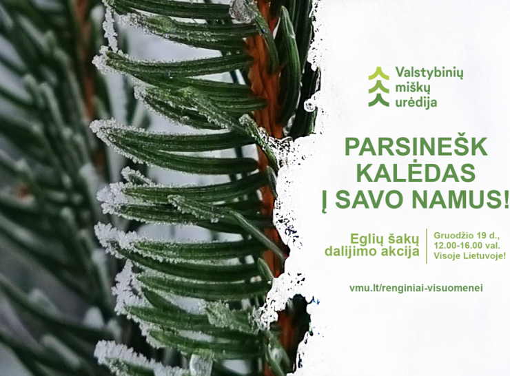 Eglių šakų dalinimo akcija „Parsinešk Kalėdas į savo namus"