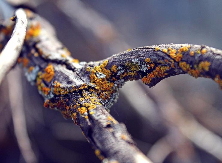 Kalniškių kaime atnaujintas biologiškai skaidžių atliekų priėmimas