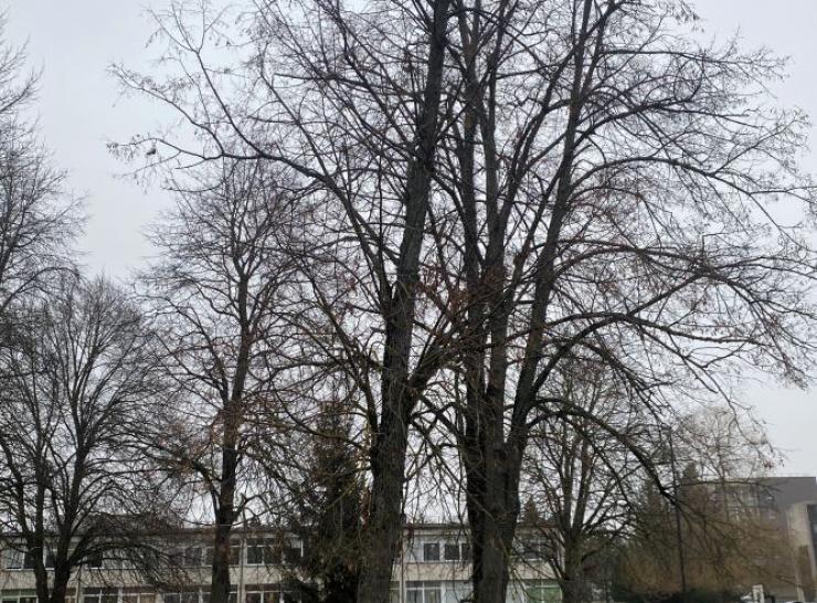 Informuojame apie numatomus želdinių kirtimo ir genėjimo darbus Ariogaloje