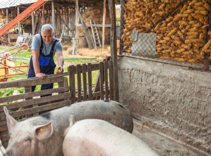 Kvietimas kiaulių laikytojams dėl biologinio saugumo priemonių įsigijimo išlaidų kompensavimo