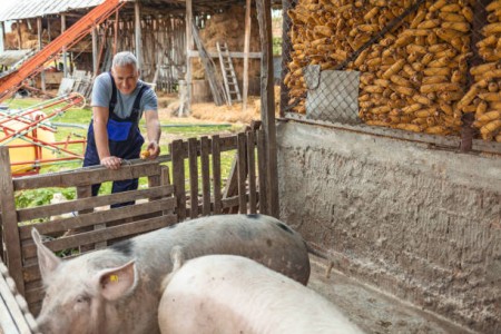 Kvietimas kiaulių laikytojams dėl biologinio saugumo priemonių įsigijimo išlaidų kompensavimo