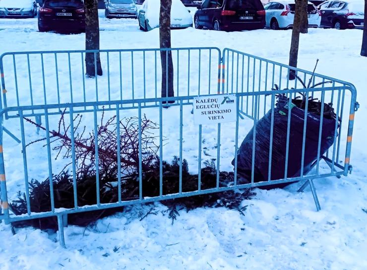 Bus surenkamos kalėdinės eglutės ir jų šakos  