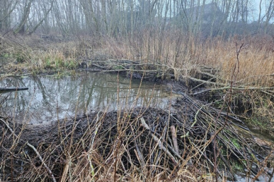 0017_bebru-uztvankos_1741116989-2ea1a6cfb968893883f920b47c41856b.jpg