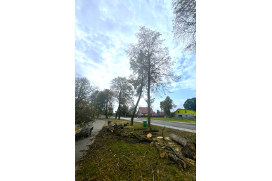 0032_nugeneti-medziai-ir-ispjauti-gresme-keliantys-sausi-medziai-rasupio-parke_1726636442-2475975052d705b9287462027a762387.jpg